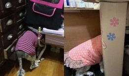 大狗最新爆料新闻视频大全,揭秘热门新闻视频大全背后的真相